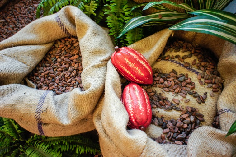 Cacao Beans and Fruits